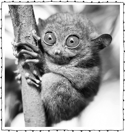 Иллюстрация к книге — Книга о самых невообразимых животных. Бестиарий XXI века [i_007.jpg]