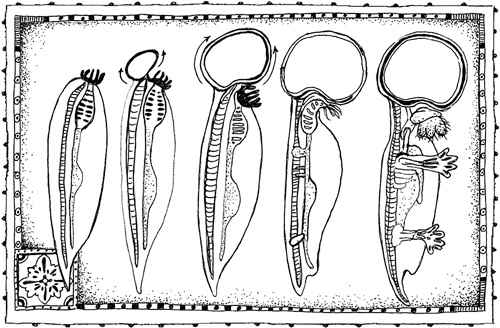 Иллюстрация к книге — Книга о самых невообразимых животных. Бестиарий XXI века [i_008.jpg]