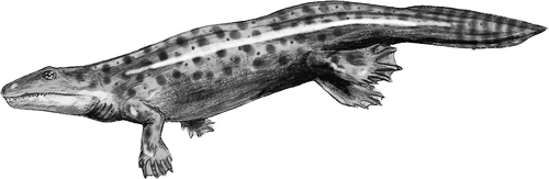 Иллюстрация к книге — Книга о самых невообразимых животных. Бестиарий XXI века [i_009.jpg]