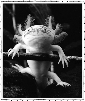 Иллюстрация к книге — Книга о самых невообразимых животных. Бестиарий XXI века [i_011.jpg]