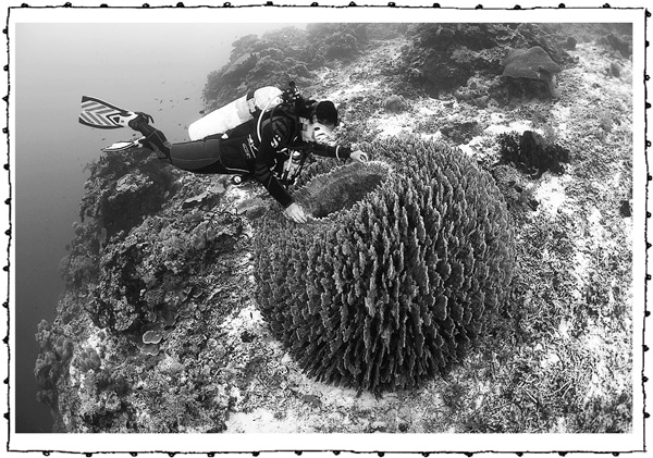 Иллюстрация к книге — Книга о самых невообразимых животных. Бестиарий XXI века [i_016.jpg]