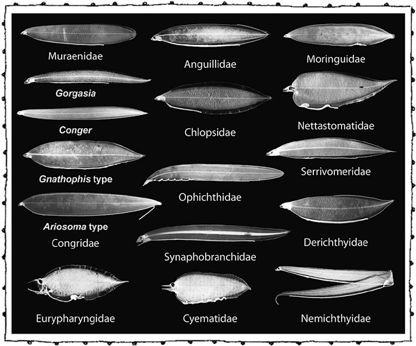 Иллюстрация к книге — Книга о самых невообразимых животных. Бестиарий XXI века [i_027.jpg]