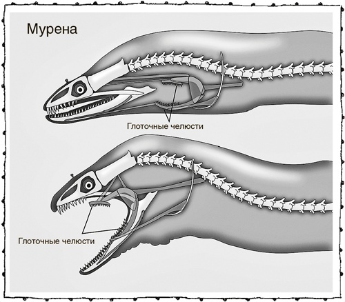 Иллюстрация к книге — Книга о самых невообразимых животных. Бестиарий XXI века [i_028.jpg]