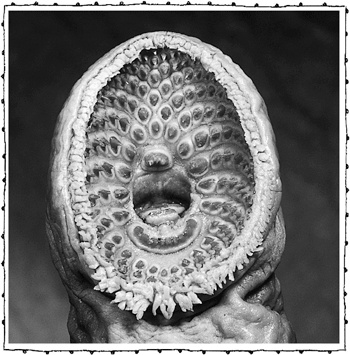 Иллюстрация к книге — Книга о самых невообразимых животных. Бестиарий XXI века [i_029.jpg]