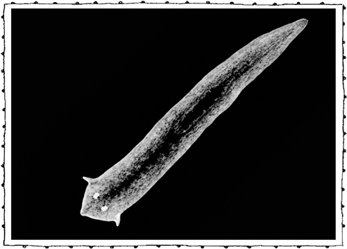 Иллюстрация к книге — Книга о самых невообразимых животных. Бестиарий XXI века [i_033.jpg]