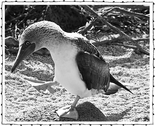 Иллюстрация к книге — Книга о самых невообразимых животных. Бестиарий XXI века [i_041.jpg]