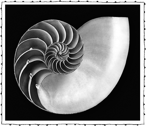 Иллюстрация к книге — Книга о самых невообразимых животных. Бестиарий XXI века [i_047.jpg]