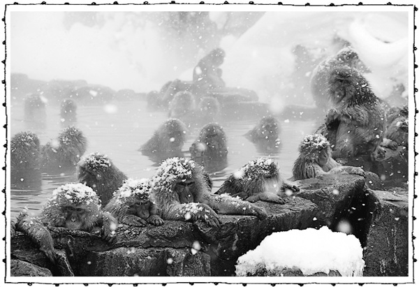 Иллюстрация к книге — Книга о самых невообразимых животных. Бестиарий XXI века [i_050.jpg]