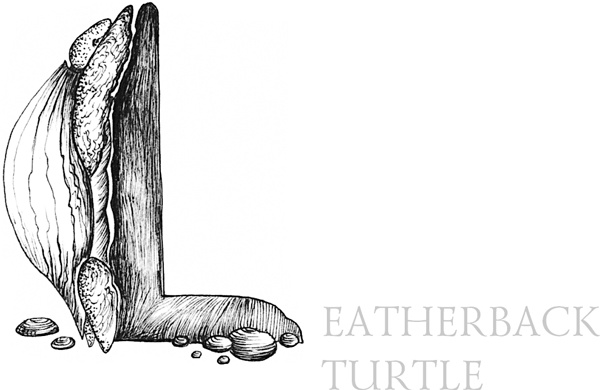 Иллюстрация к книге — Книга о самых невообразимых животных. Бестиарий XXI века [i_056.jpg]