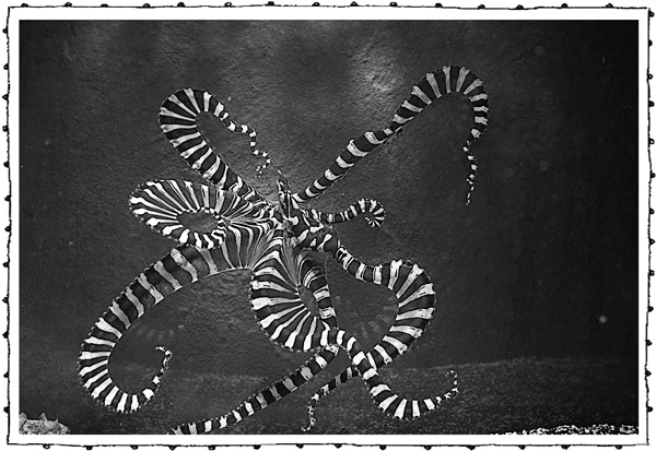 Иллюстрация к книге — Книга о самых невообразимых животных. Бестиарий XXI века [i_072.jpg]