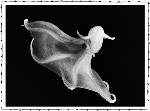 Иллюстрация к книге — Книга о самых невообразимых животных. Бестиарий XXI века [i_073.jpg]