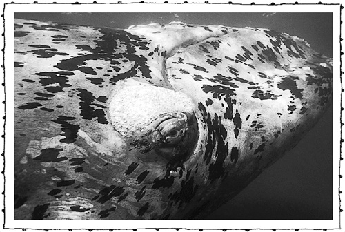 Иллюстрация к книге — Книга о самых невообразимых животных. Бестиарий XXI века [i_085.jpg]