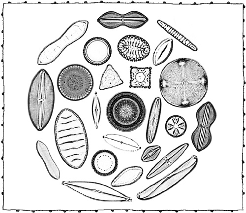 Иллюстрация к книге — Книга о самых невообразимых животных. Бестиарий XXI века [i_088.jpg]