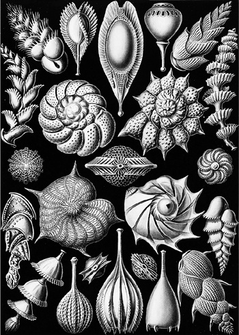 Иллюстрация к книге — Книга о самых невообразимых животных. Бестиарий XXI века [i_089.jpg]