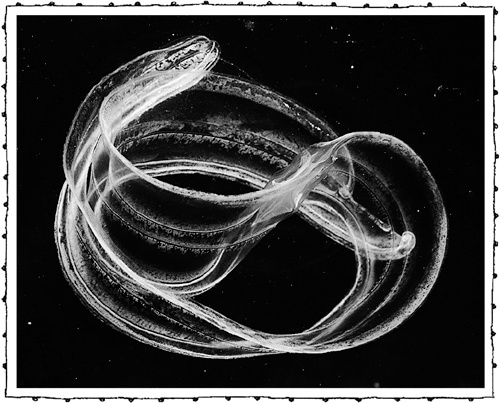 Иллюстрация к книге — Книга о самых невообразимых животных. Бестиарий XXI века [i_098.jpg]