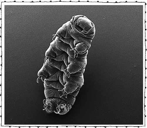 Иллюстрация к книге — Книга о самых невообразимых животных. Бестиарий XXI века [i_101.jpg]