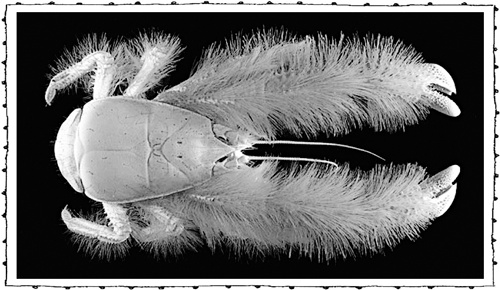 Иллюстрация к книге — Книга о самых невообразимых животных. Бестиарий XXI века [i_111.jpg]