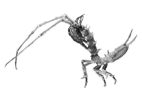 Иллюстрация к книге — Книга о самых невообразимых животных. Бестиарий XXI века [i_112.jpg]