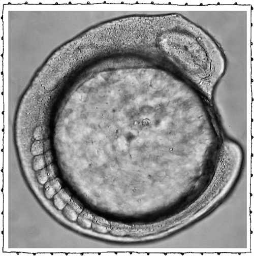 Иллюстрация к книге — Книга о самых невообразимых животных. Бестиарий XXI века [i_115.jpg]
