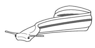 Иллюстрация к книге — Диагностика и лечение позвоночника. Уникальная система доктора А. М. Уриа [i_001.jpg]