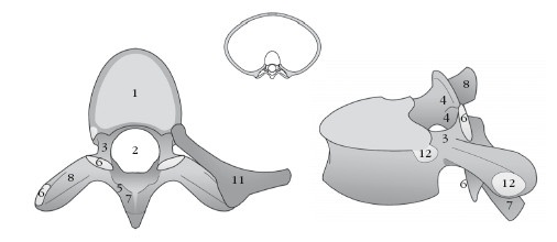 Иллюстрация к книге — Диагностика и лечение позвоночника. Уникальная система доктора А. М. Уриа [i_012.jpg]