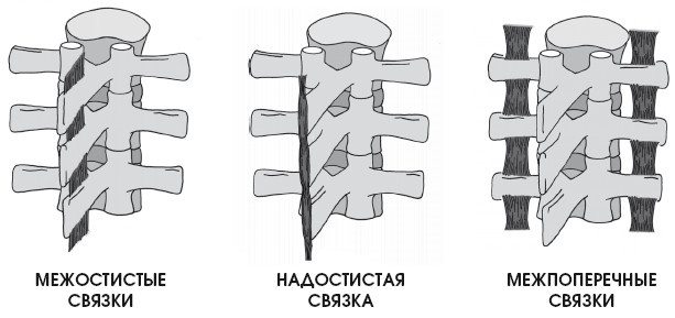 Иллюстрация к книге — Диагностика и лечение позвоночника. Уникальная система доктора А. М. Уриа [i_030.jpg]