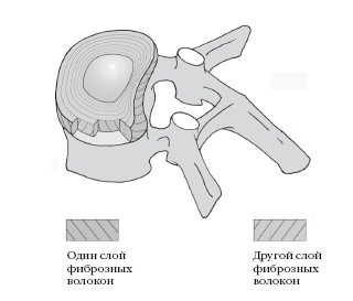 Иллюстрация к книге — Диагностика и лечение позвоночника. Уникальная система доктора А. М. Уриа [i_040.jpg]