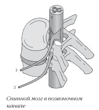 Иллюстрация к книге — Диагностика и лечение позвоночника. Уникальная система доктора А. М. Уриа [i_057.jpg]