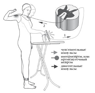 Иллюстрация к книге — Диагностика и лечение позвоночника. Уникальная система доктора А. М. Уриа [i_059.jpg]