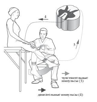 Иллюстрация к книге — Диагностика и лечение позвоночника. Уникальная система доктора А. М. Уриа [i_060.jpg]