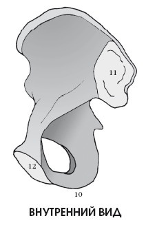 Иллюстрация к книге — Диагностика и лечение позвоночника. Уникальная система доктора А. М. Уриа [i_069.jpg]