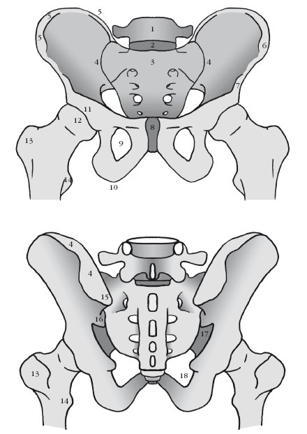 Иллюстрация к книге — Диагностика и лечение позвоночника. Уникальная система доктора А. М. Уриа [i_070.jpg]