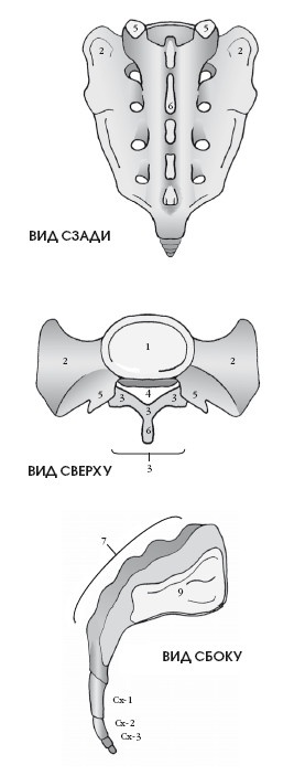 Иллюстрация к книге — Диагностика и лечение позвоночника. Уникальная система доктора А. М. Уриа [i_072.jpg]