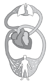 Иллюстрация к книге — Диагностика и лечение позвоночника. Уникальная система доктора А. М. Уриа [i_095.jpg]