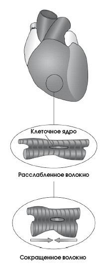 Иллюстрация к книге — Диагностика и лечение позвоночника. Уникальная система доктора А. М. Уриа [i_097.jpg]