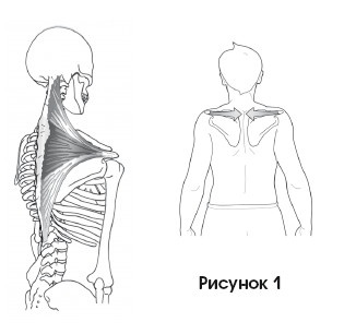 Иллюстрация к книге — Диагностика и лечение позвоночника. Уникальная система доктора А. М. Уриа [i_102.jpg]