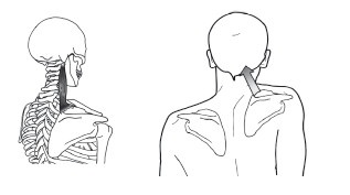 Иллюстрация к книге — Диагностика и лечение позвоночника. Уникальная система доктора А. М. Уриа [i_109.jpg]