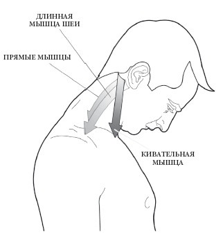 Иллюстрация к книге — Диагностика и лечение позвоночника. Уникальная система доктора А. М. Уриа [i_119.jpg]