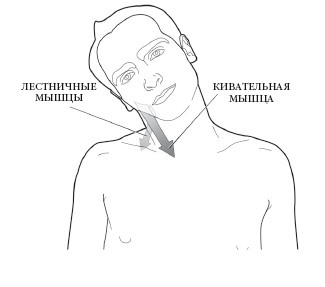 Иллюстрация к книге — Диагностика и лечение позвоночника. Уникальная система доктора А. М. Уриа [i_123.jpg]