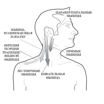 Иллюстрация к книге — Диагностика и лечение позвоночника. Уникальная система доктора А. М. Уриа [i_124.jpg]