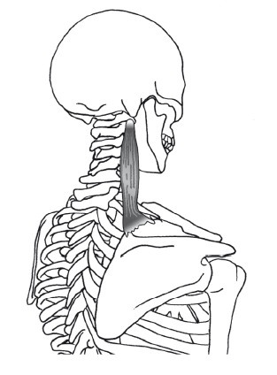 Иллюстрация к книге — Диагностика и лечение позвоночника. Уникальная система доктора А. М. Уриа [i_136.jpg]