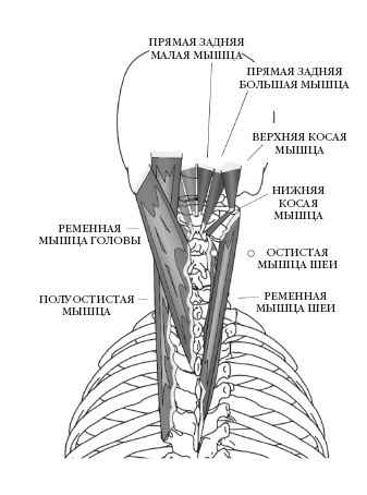 Иллюстрация к книге — Диагностика и лечение позвоночника. Уникальная система доктора А. М. Уриа [i_140.jpg]