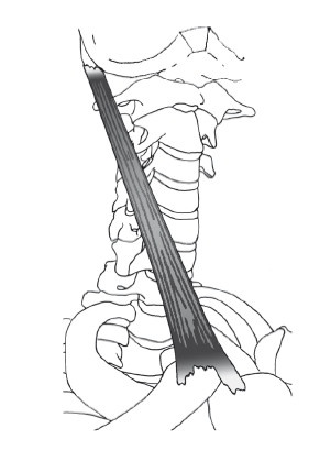 Иллюстрация к книге — Диагностика и лечение позвоночника. Уникальная система доктора А. М. Уриа [i_144.jpg]