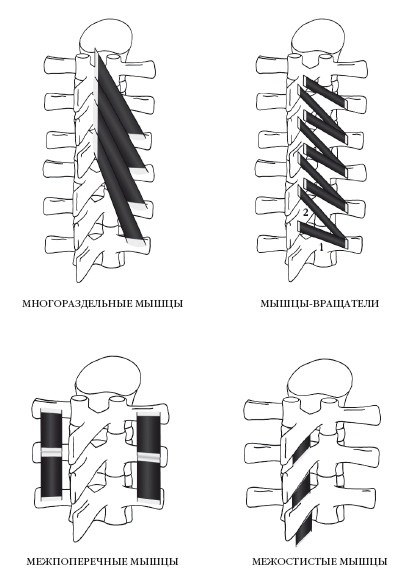 Иллюстрация к книге — Диагностика и лечение позвоночника. Уникальная система доктора А. М. Уриа [i_171.jpg]
