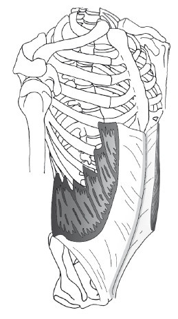 Иллюстрация к книге — Диагностика и лечение позвоночника. Уникальная система доктора А. М. Уриа [i_177.jpg]