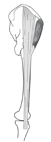 Иллюстрация к книге — Диагностика и лечение позвоночника. Уникальная система доктора А. М. Уриа [i_196.jpg]