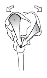 Иллюстрация к книге — Диагностика и лечение позвоночника. Уникальная система доктора А. М. Уриа [i_203.jpg]