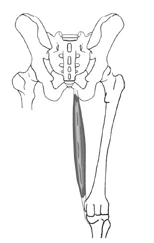 Иллюстрация к книге — Диагностика и лечение позвоночника. Уникальная система доктора А. М. Уриа [i_209.jpg]