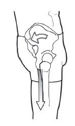 Иллюстрация к книге — Диагностика и лечение позвоночника. Уникальная система доктора А. М. Уриа [i_222.jpg]