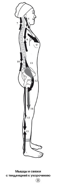Иллюстрация к книге — Диагностика и лечение позвоночника. Уникальная система доктора А. М. Уриа [i_364.jpg]